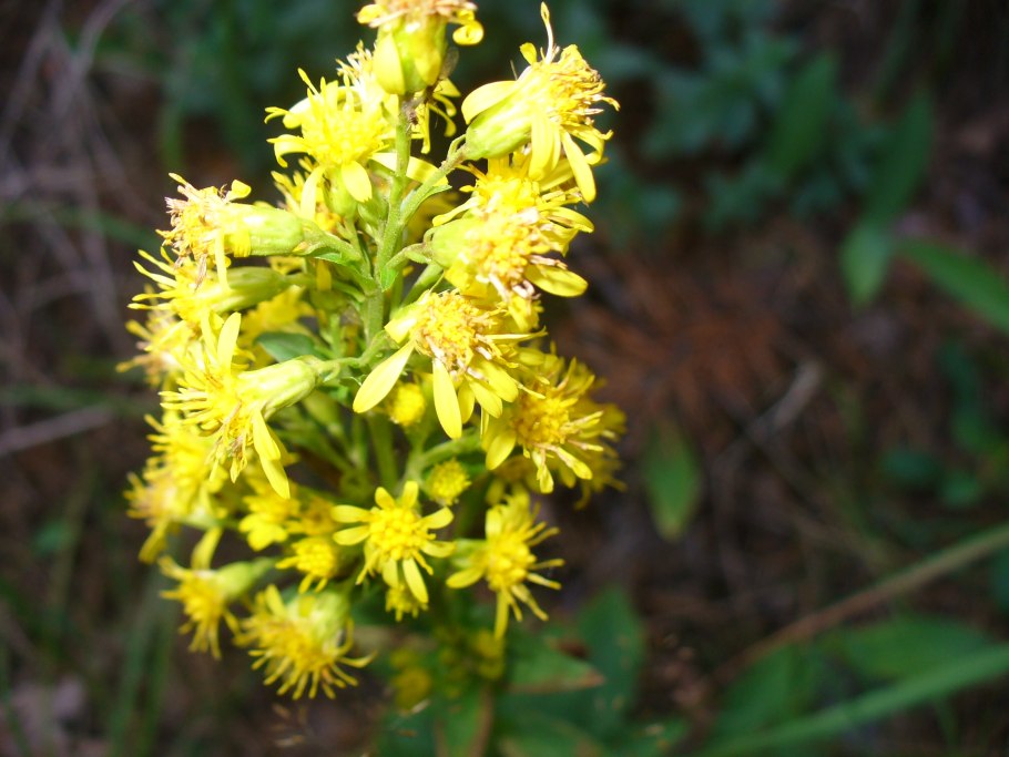 Горный золотарник Уошито