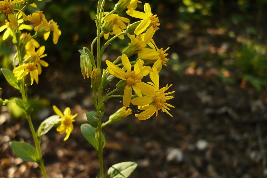 Крестовник осот золотарник