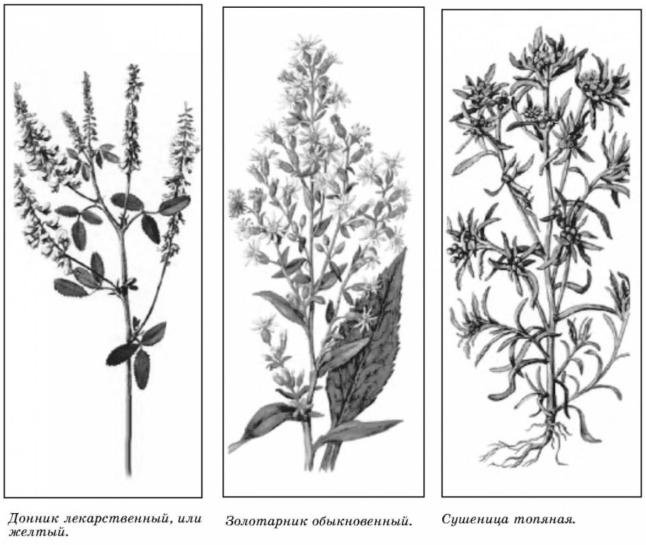 Золотарник золотые стрелы