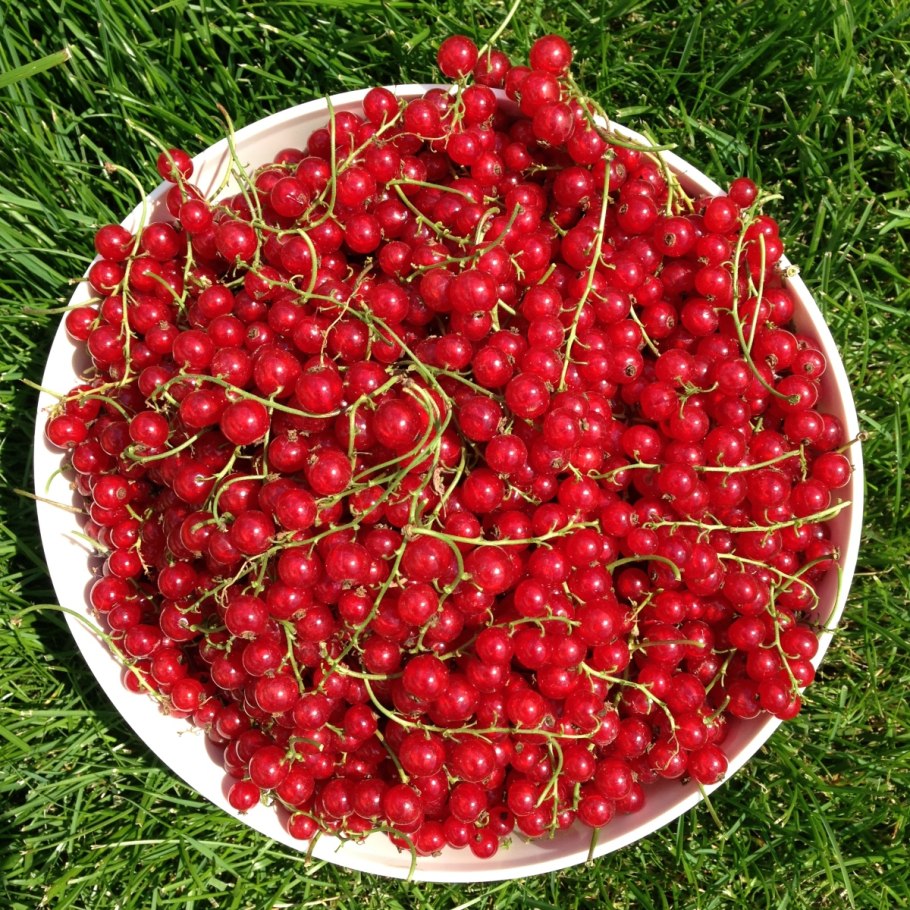 Смородина красная Валентиновка ягоды