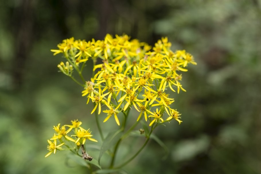 Solidago virgaurea заросли