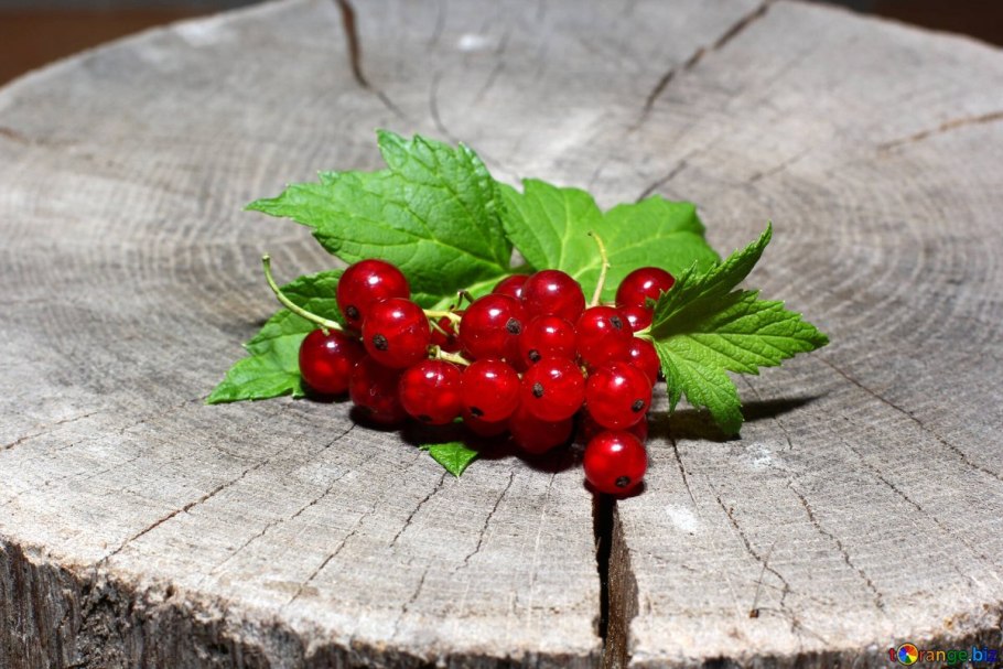 Красная смородина Ленинград