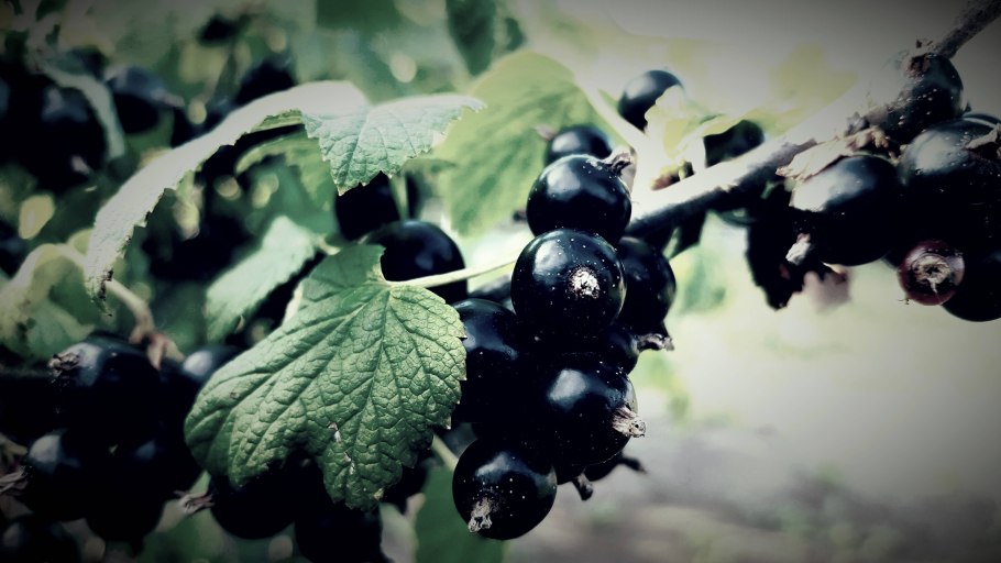Гроздь черной смородины