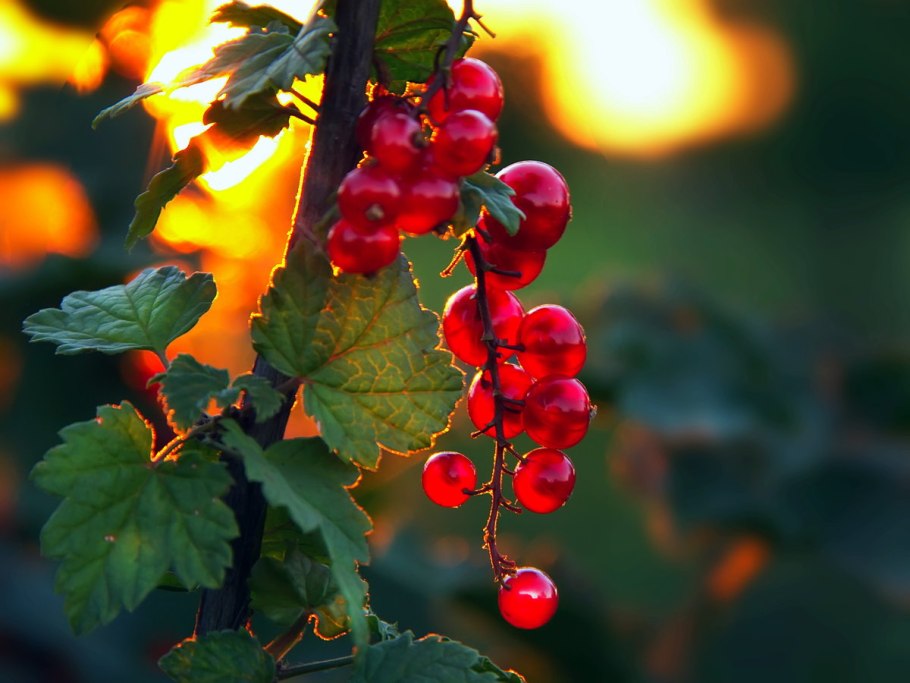 Смородина красная Алтайская Рубиновая