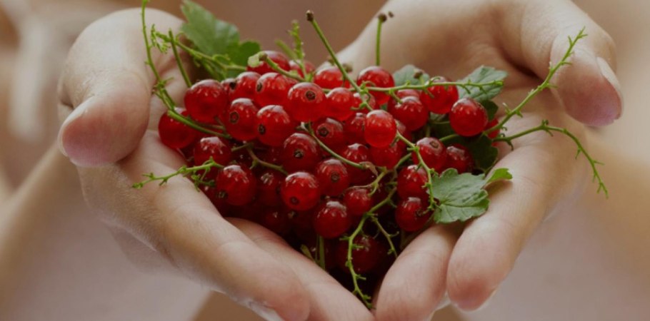 Смородина в руке