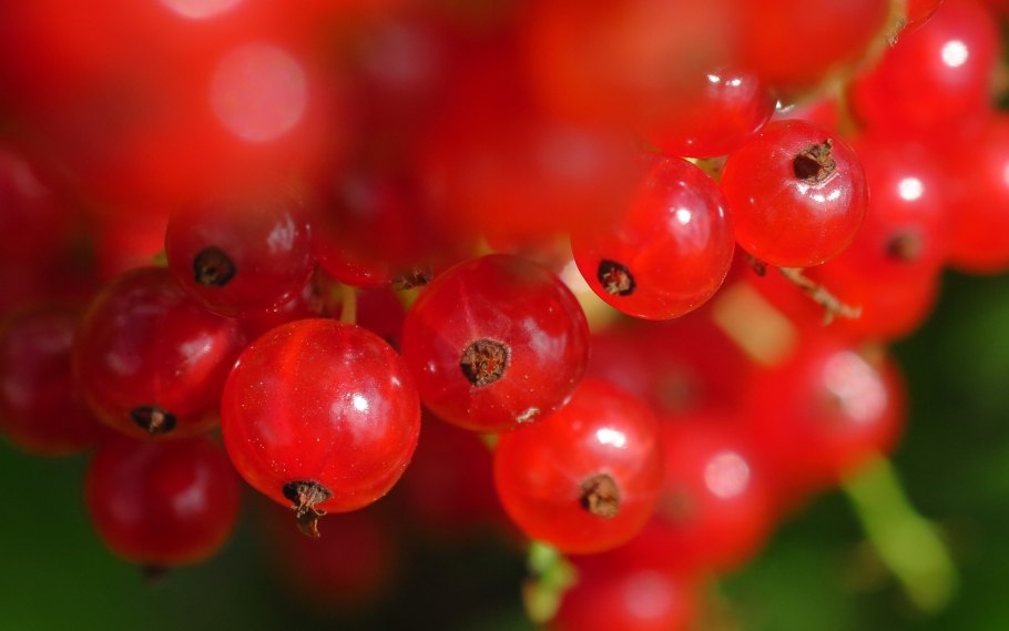 Калина красная ягода косточки