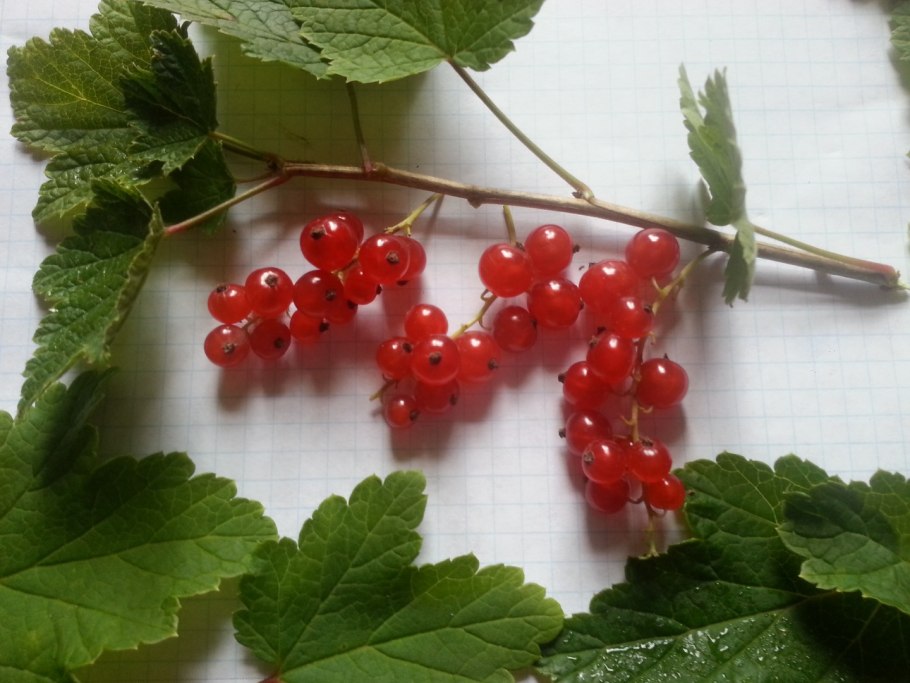 Смородина красная Йонкер Ван тетс