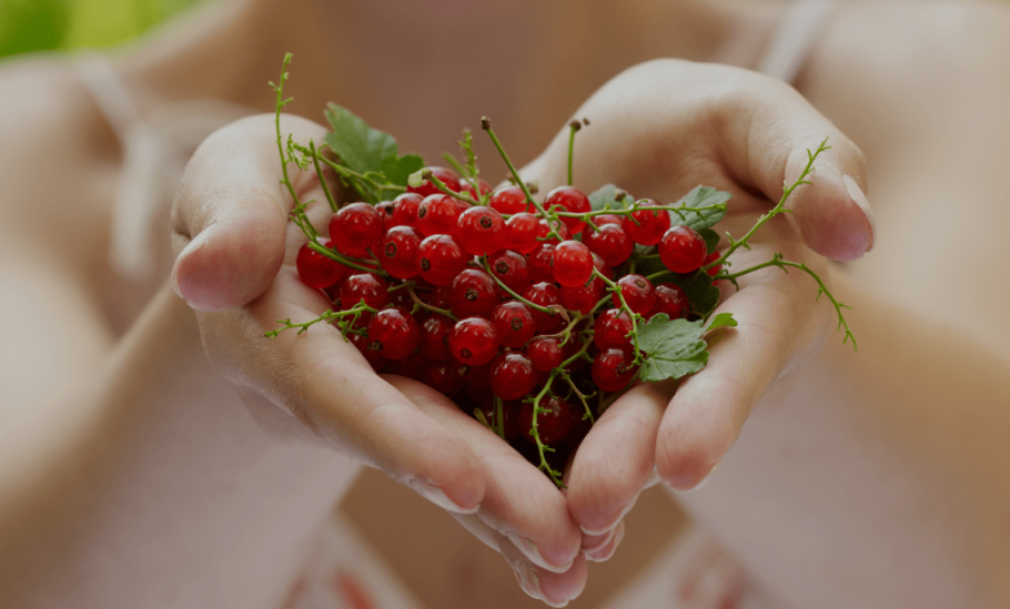 Смородина Алтайская Рубиновая