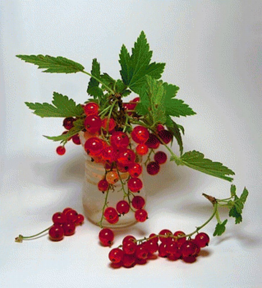 Ветка красной смородины