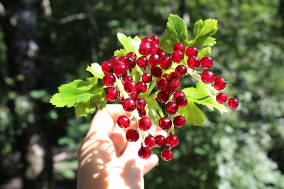 Смородина Калина