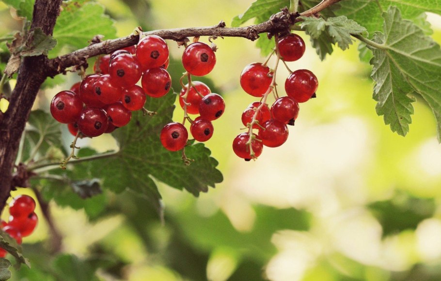 Натюрморт с вишнями