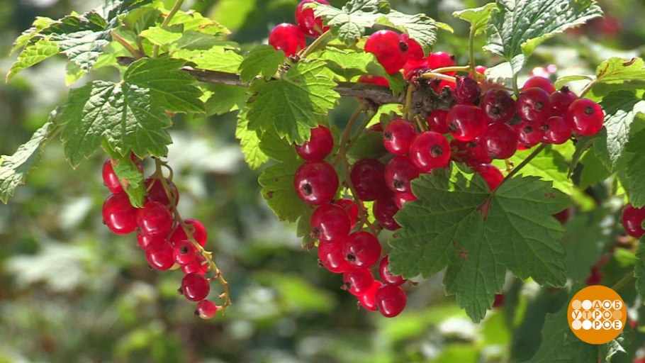 Смородина красная Константиновская