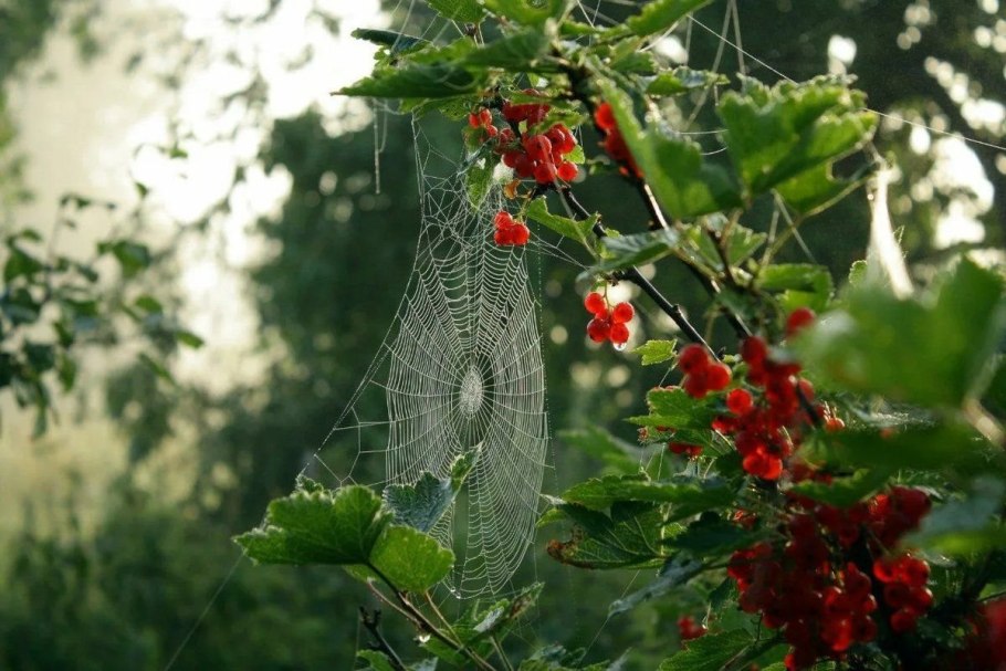 Смородина красная Валенсия