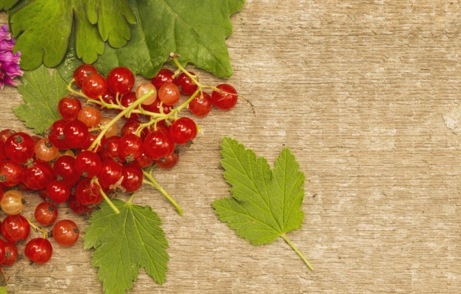 Ягоды на кустах