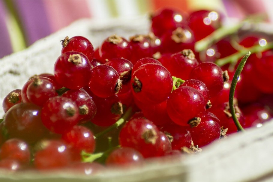 Смородина красная ненаглядная