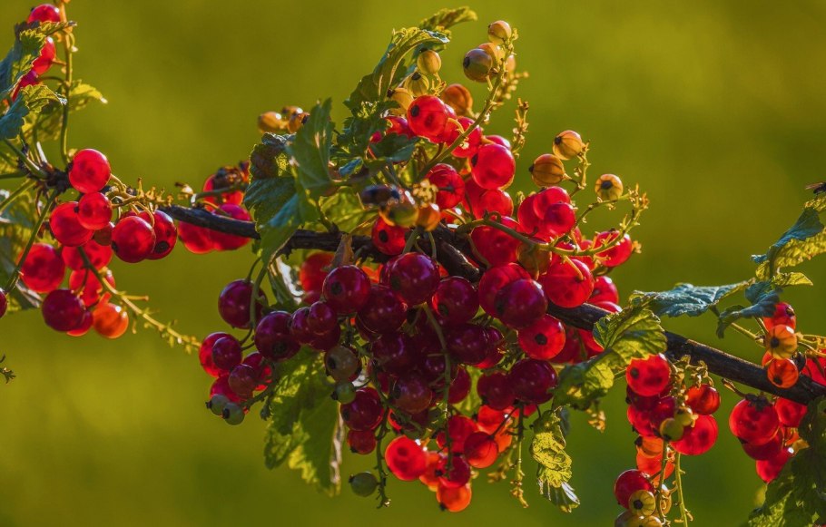 Летние ягоды красная смородина