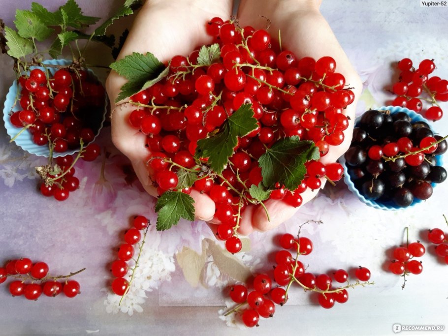 Полезные ягоды красная смородина