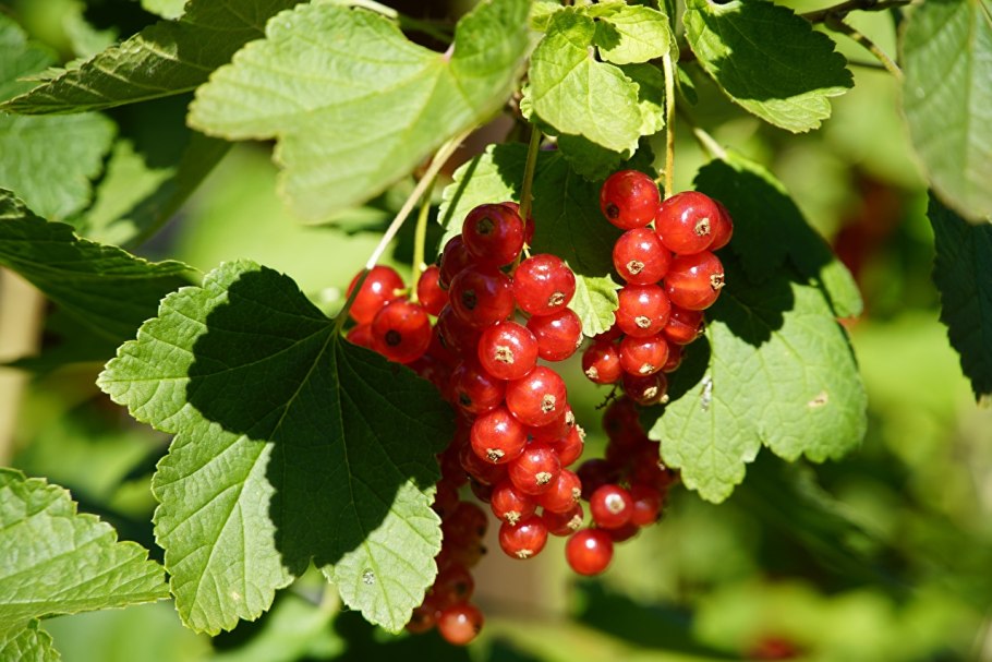 Малина смородина крыжовник