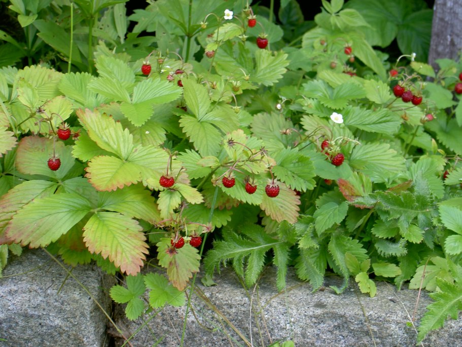 Клубника ремонтантная Тристан f1