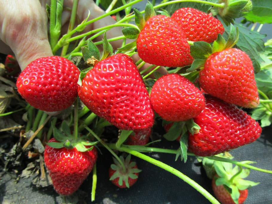 Ампельная клубника Тристан