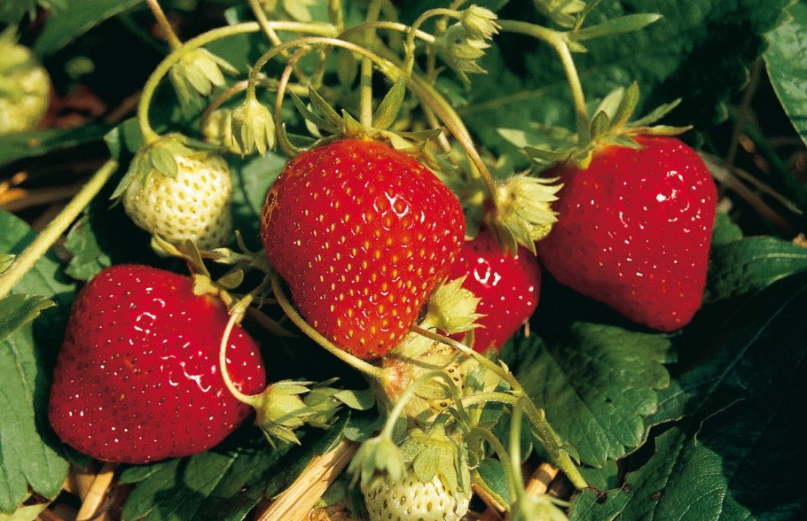 Клубника Белтран f1