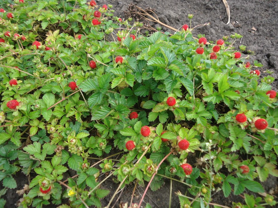 Земляника ремонтантная Руяна