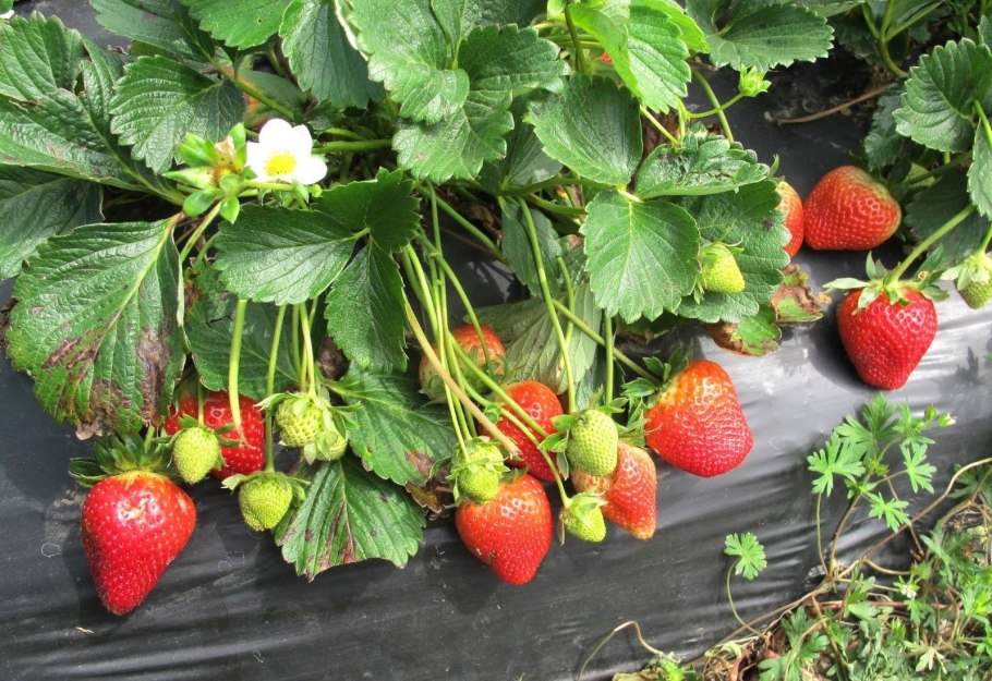 Клубника ремонтантная Вима Рина