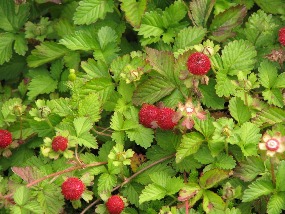 Дюшенея индийская (Duchesnea Indica)