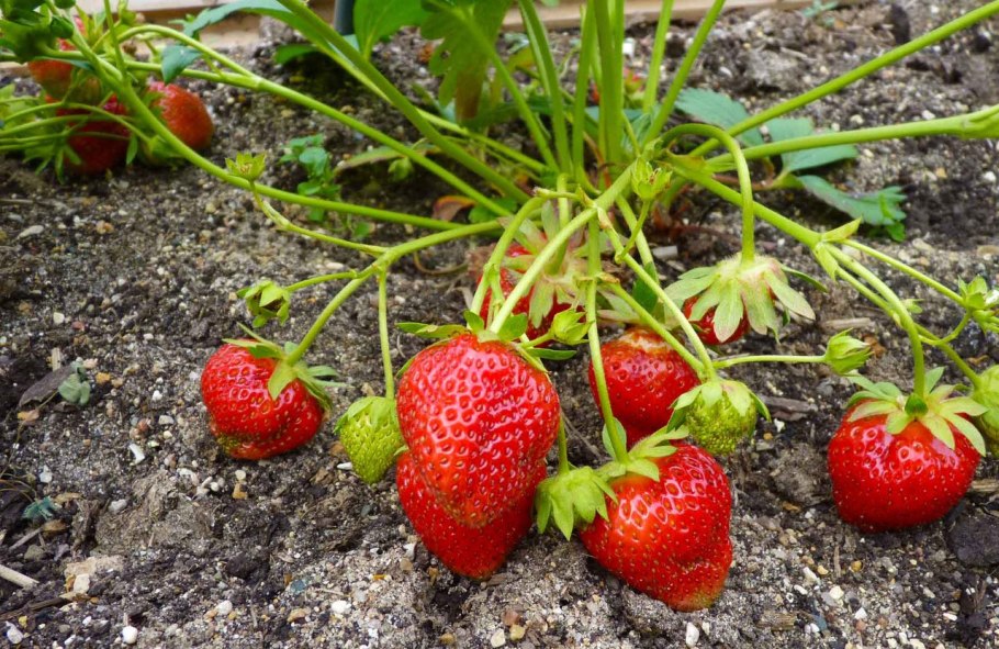 Клубника цветет