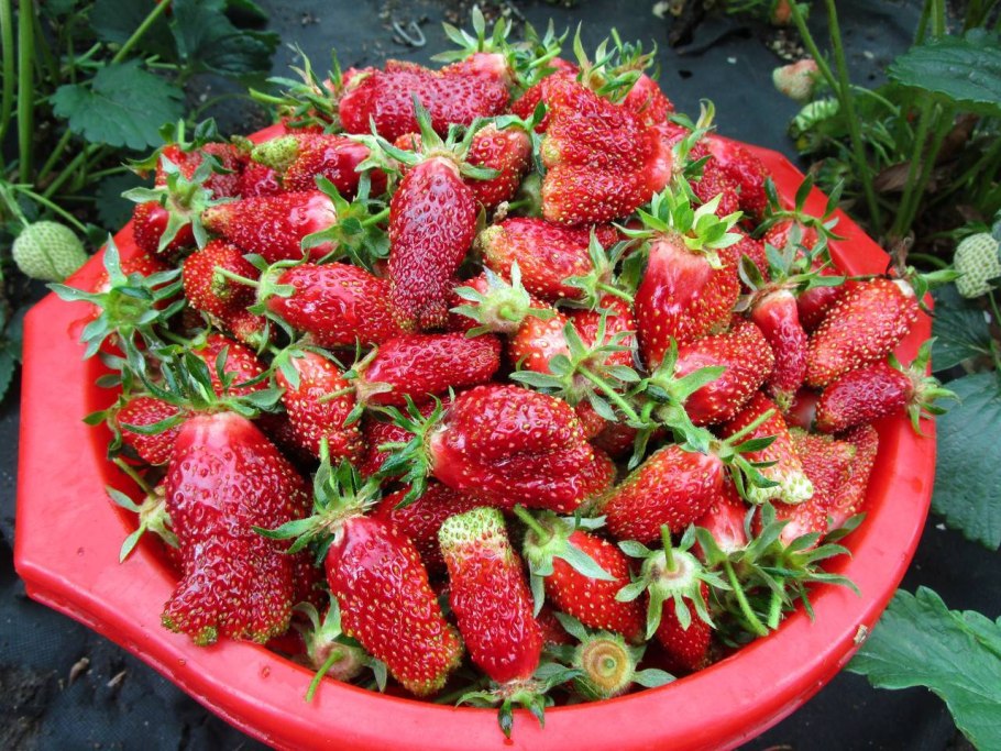 Клубника Зенга Зенгана