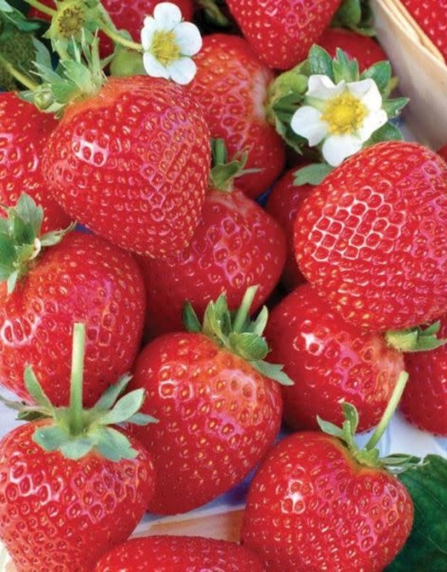 Земляника Лесная куст