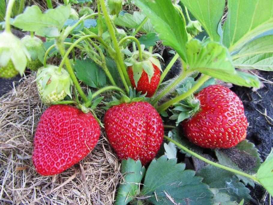 Земляника ремонтантная Александрина куст