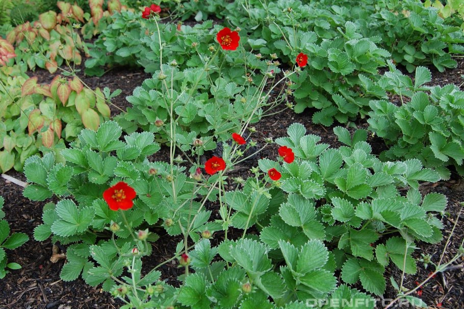 Лапчатка красная