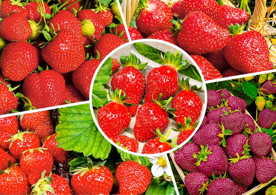 Растения которые нужны феям