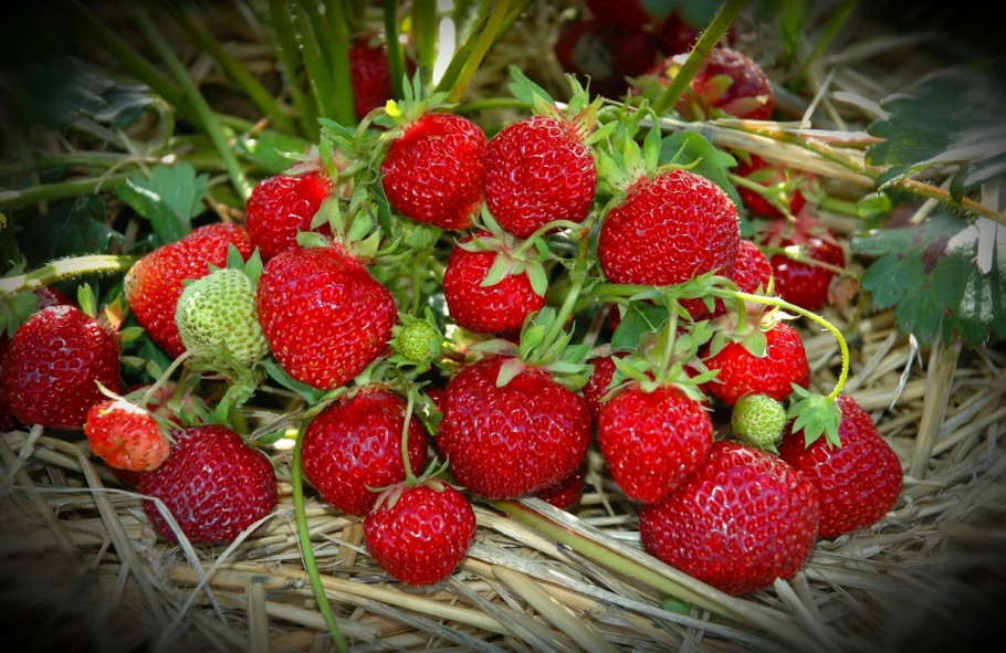 Земляника Диамант