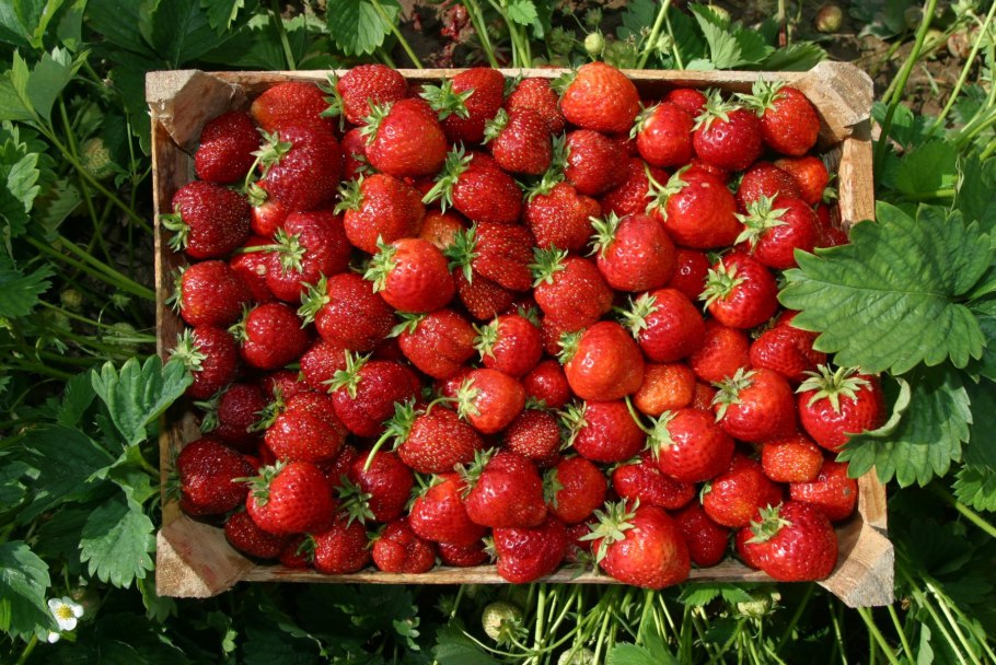 Клубника ремонтантная Королева Елизавета
