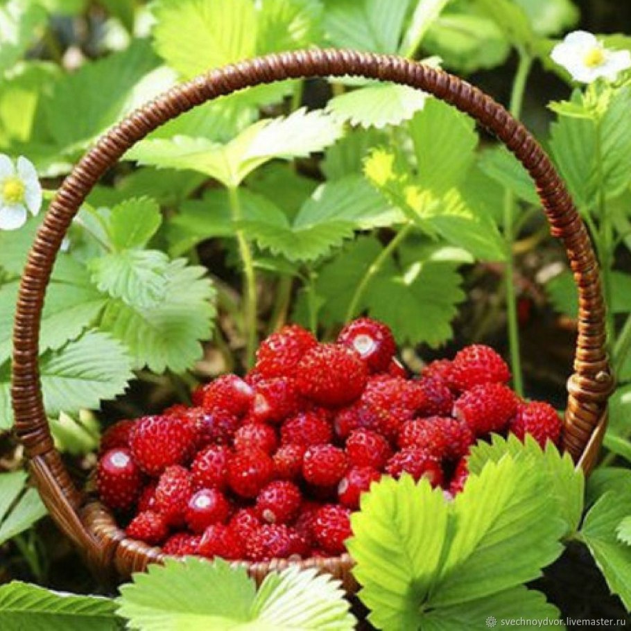 Индийская земляника дюшенея