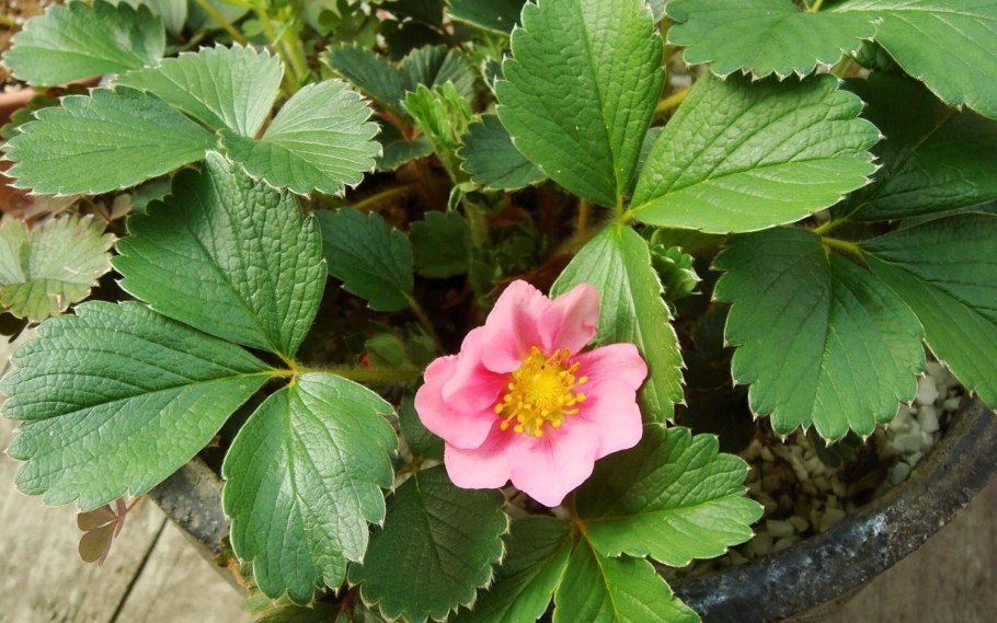 Клубника ремонтантная Регина