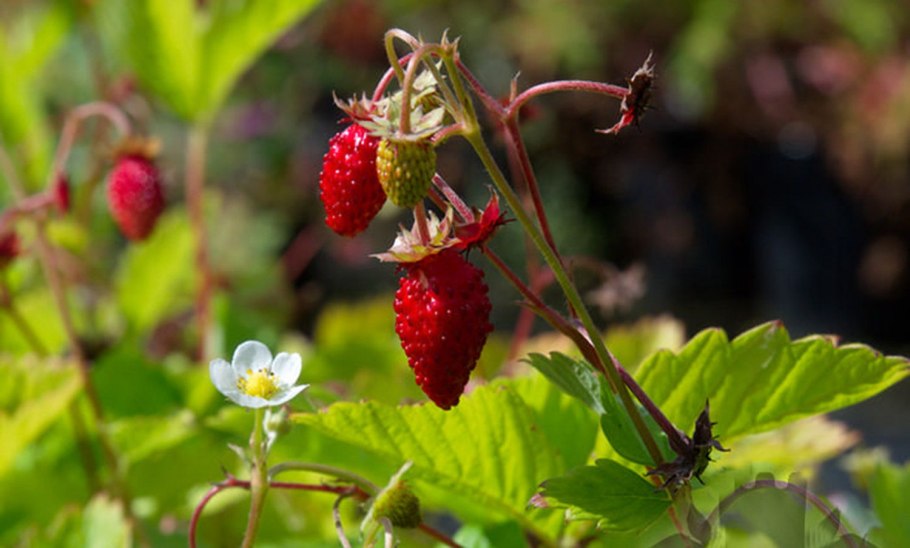 Земляника Даренка