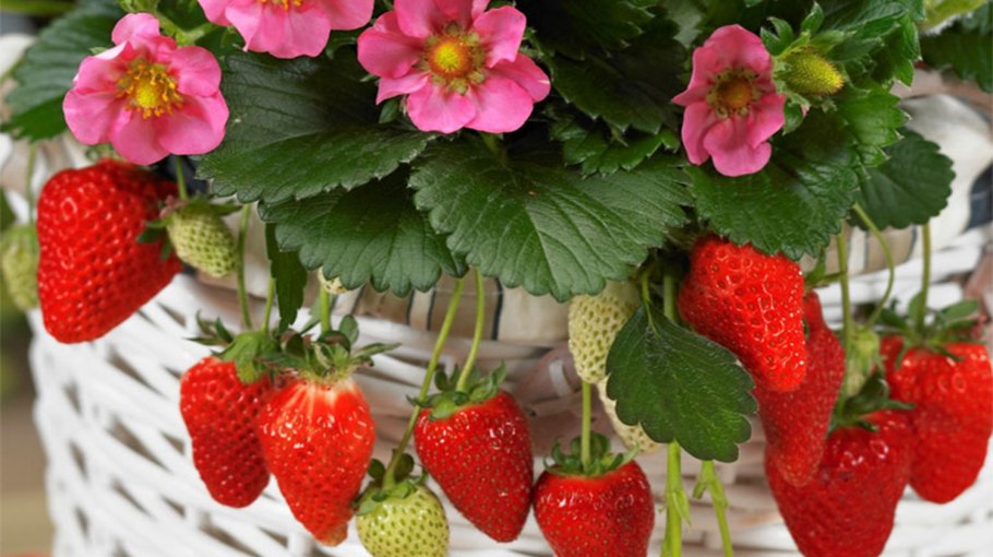 Земляника с-141 f1 (4шт)