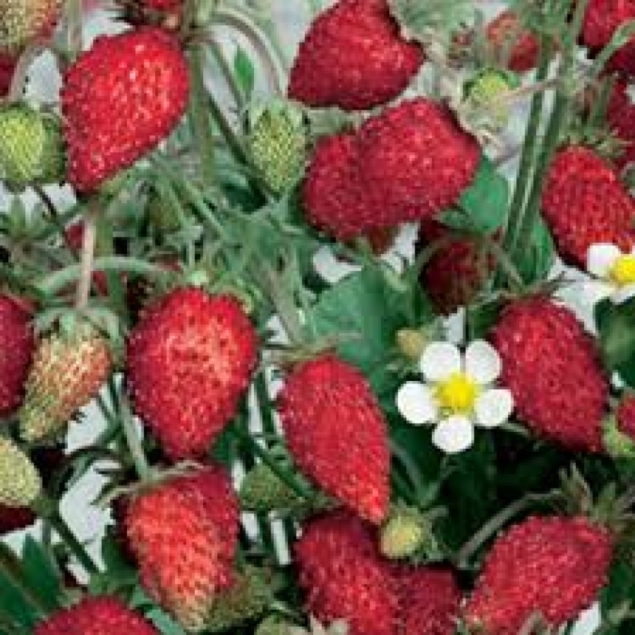 Земляника Садовая 4 сезона