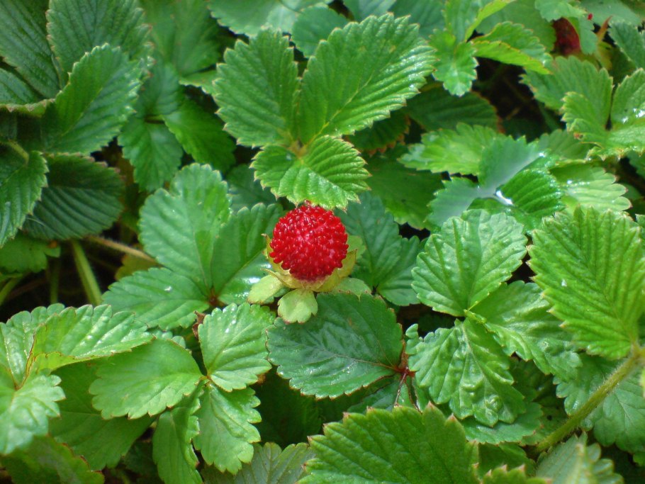 Садовая земляника розовоцветная