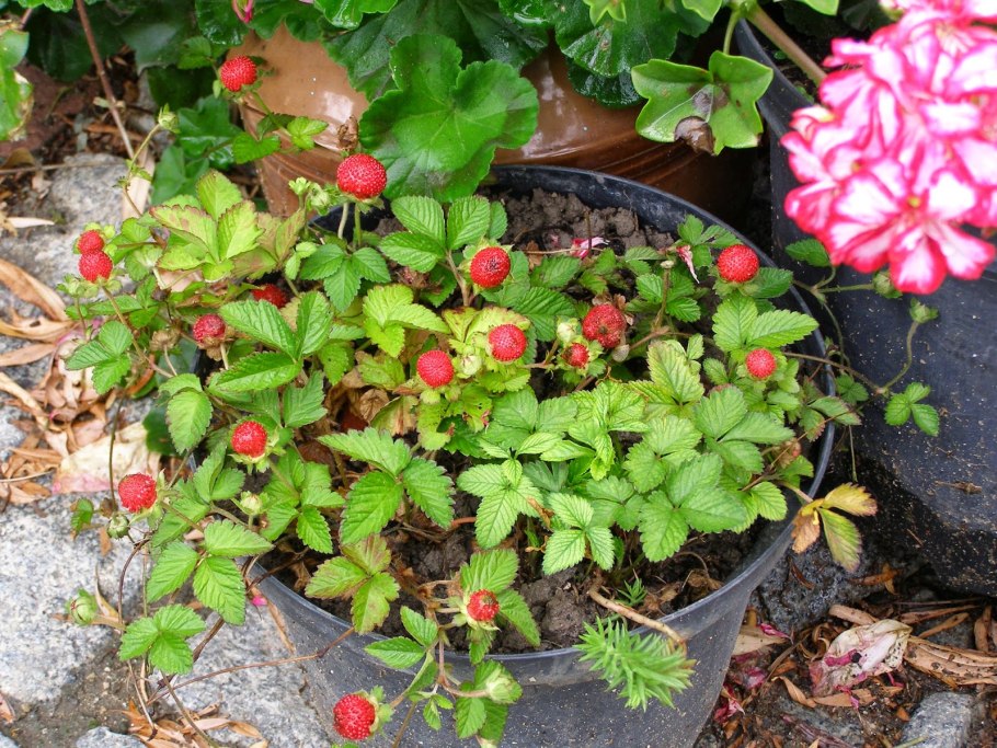 Клубника сорт Диамант