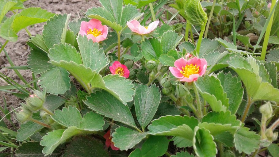 Клубника Виктория куст