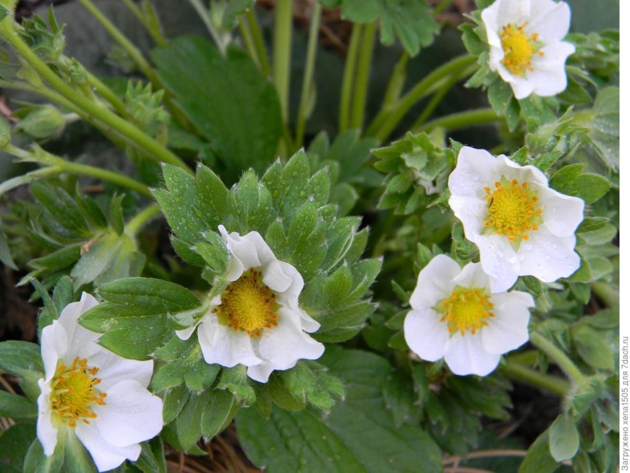 Многолетние садовые цветы листья как у земляники