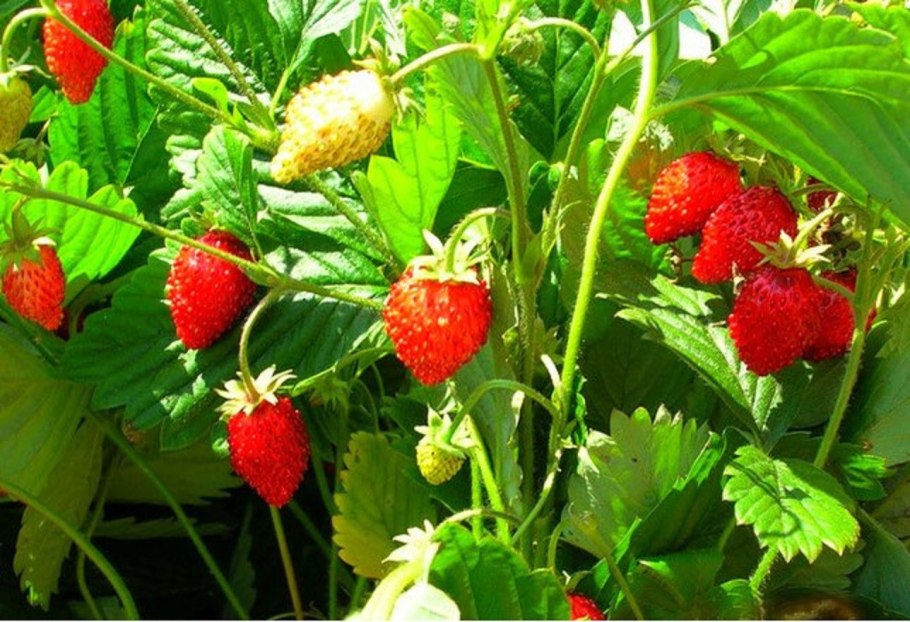 Съедобные и ядовитые растения