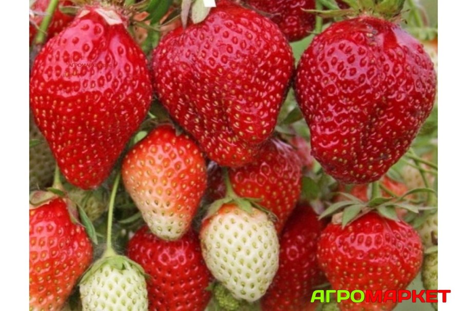 Клубника Делиз