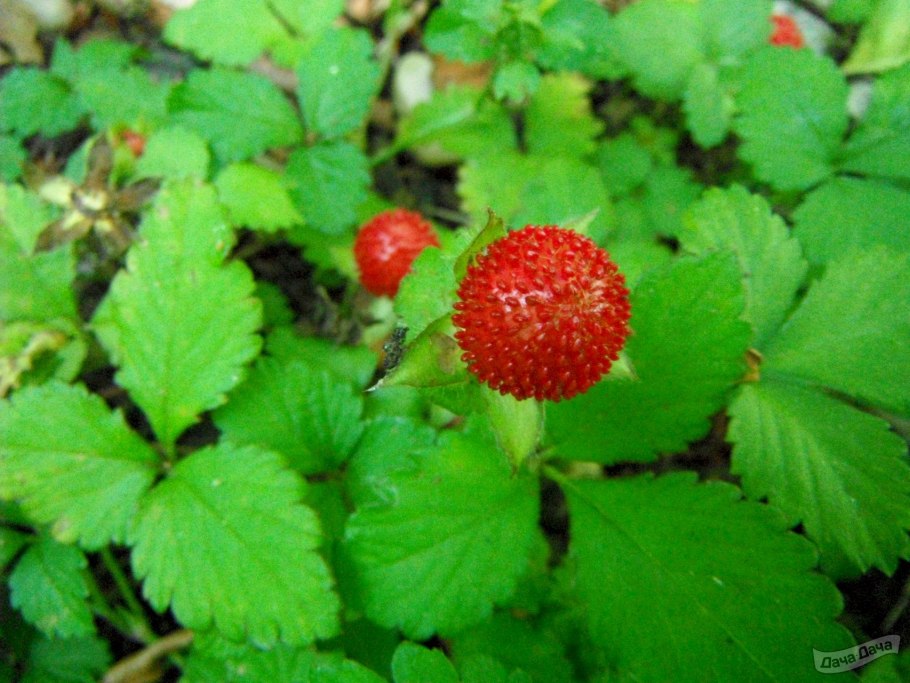 Земляника Садовая Манилл