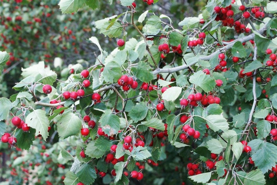 Ирга Ламарка