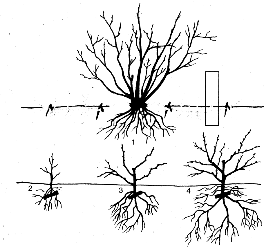 Клен Гиннала куст